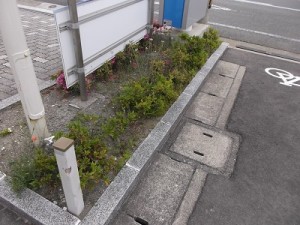 元気のないツツジ