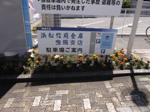 頼りなさげなガザニア