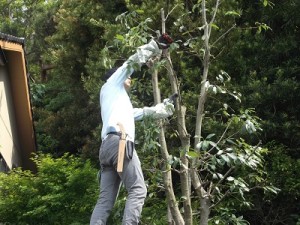 小さい枯れ枝を切り落とす