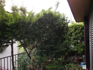 手前がオンコの木