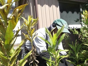 これも顔が見えない！御免なさい。