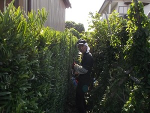 新荘スタッフ垣根の刈りこみにチャレンジ。