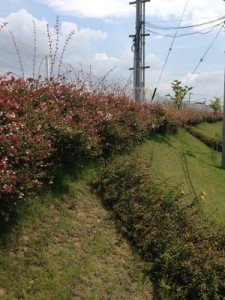 刈り込み前のアベリア