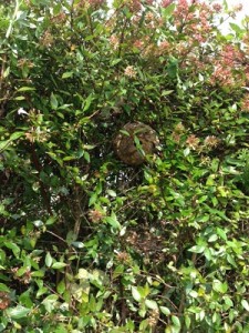 植え込みの中にソフトボール大の巣があります。