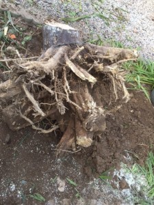 抜き取った根。真下が太い！
